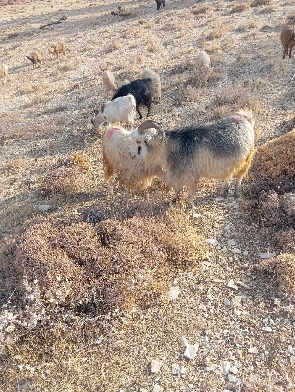 فروش تعدادی بزداشتی|حیوانات مزرعه|لوداب, |دیوار