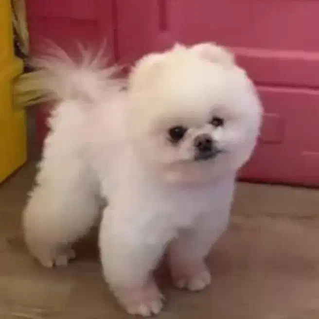 پامرانین خرسی نر پامر نر|سگ|خرمآباد, |دیوار