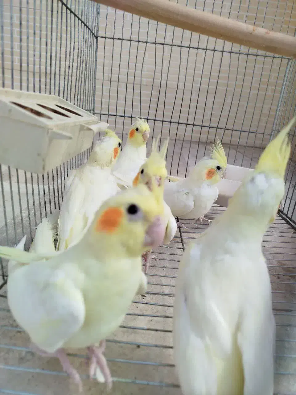 عروس هلندی|پرنده|خمین, |دیوار