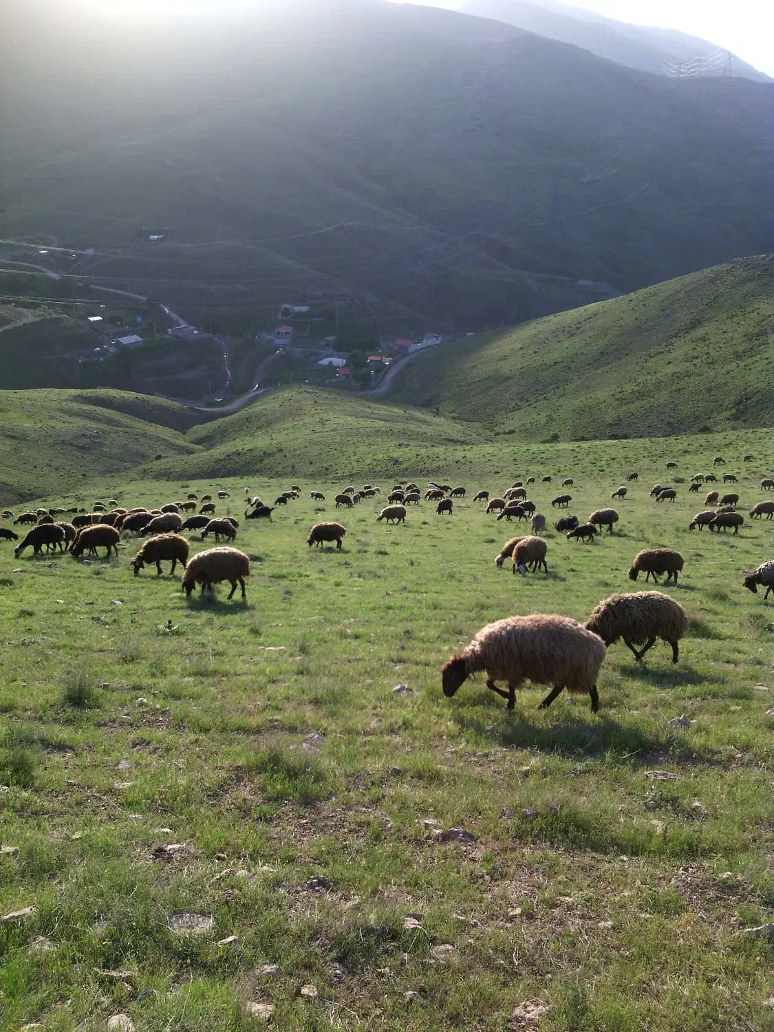 خرید وفروش دام|حیوانات مزرعه|هشتگرد, هشتگرد قدیم|دیوار