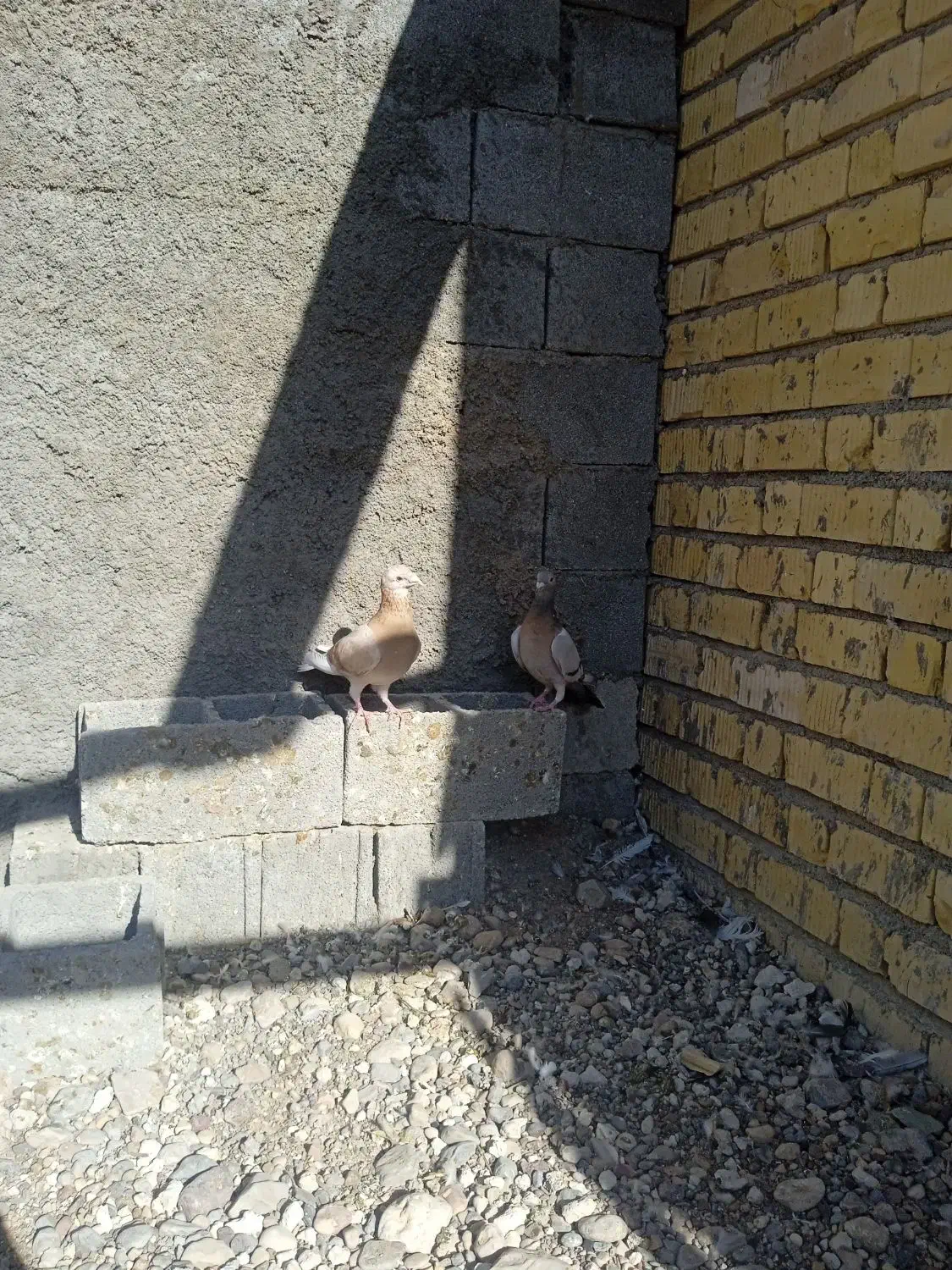 کبوتر|پرنده|فسا, |دیوار