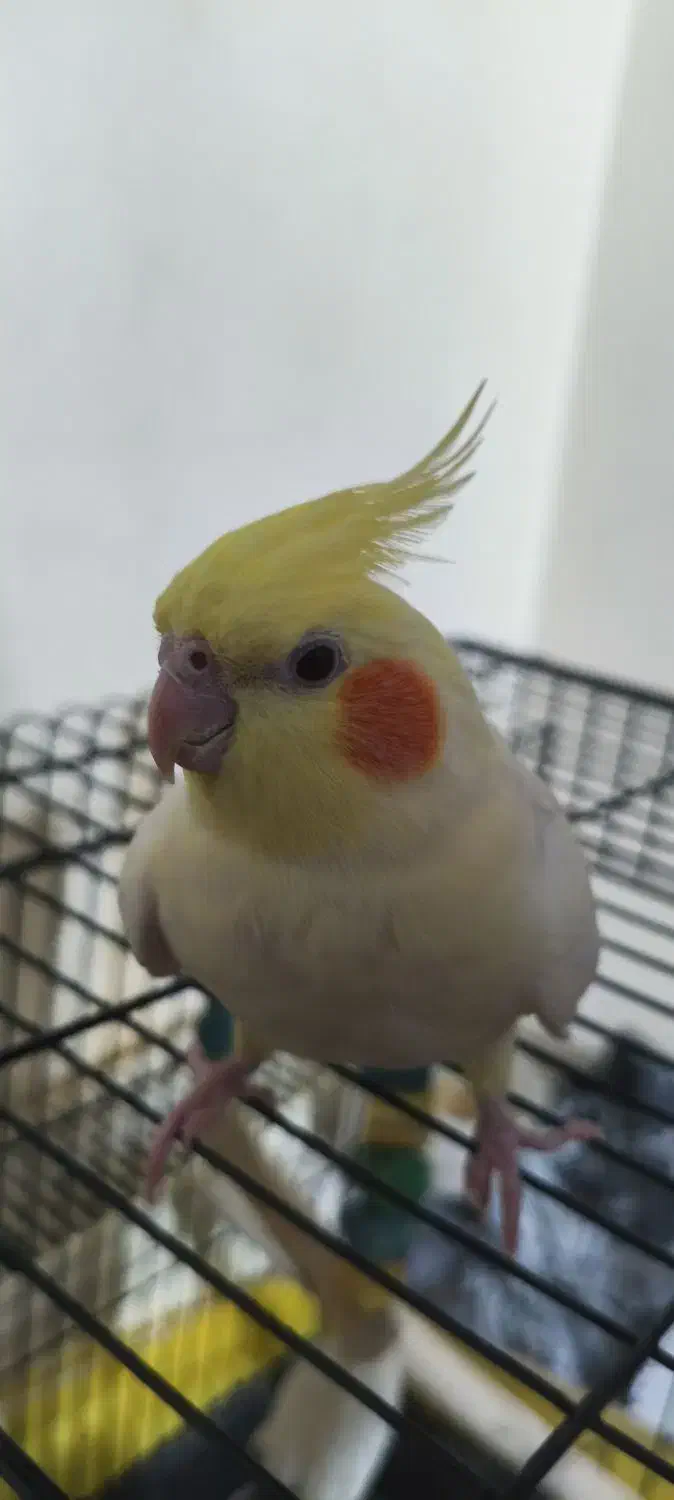 عروس هلندی ماده|پرنده|الوند, |دیوار