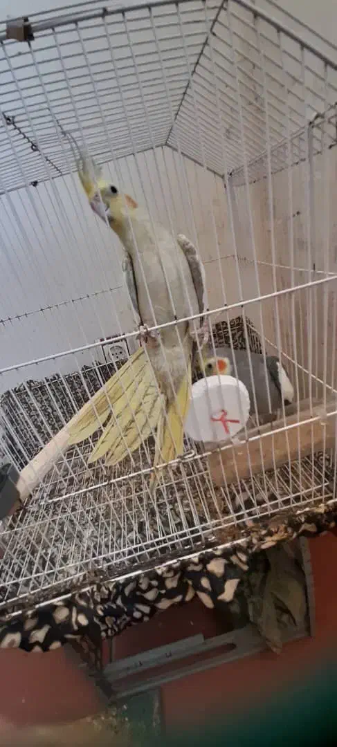 معاوضه یه جفت عروس هلندی مولد کار داده با قناری|پرنده|منجیل, |دیوار