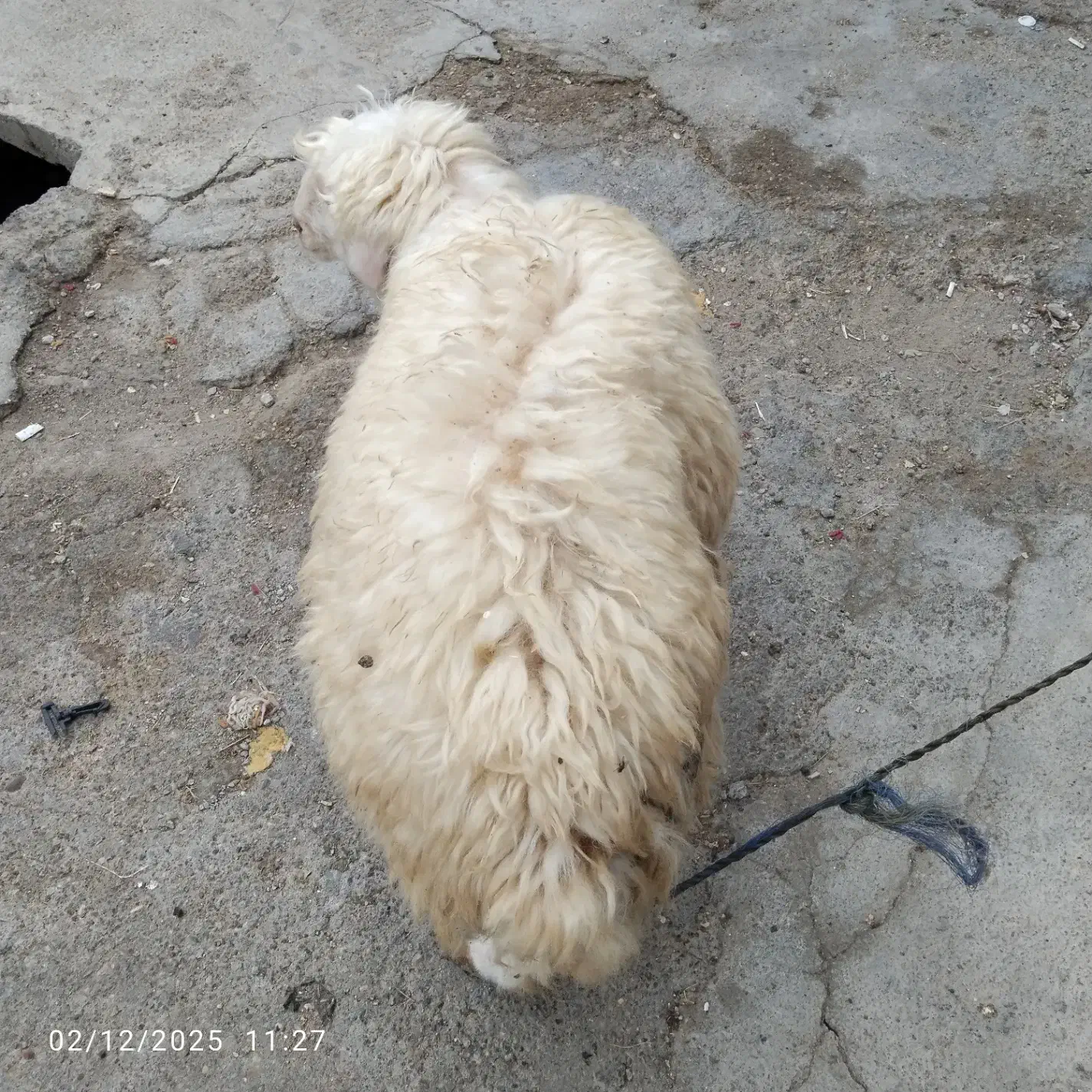 فروش بره درشوش|حیوانات مزرعه|شوش, |دیوار