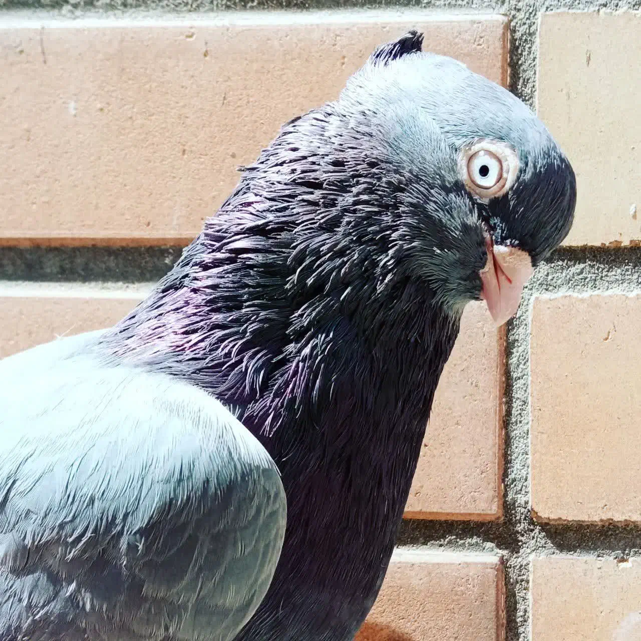 توقی اجری|حیوانات|رامهرمز, |دیوار