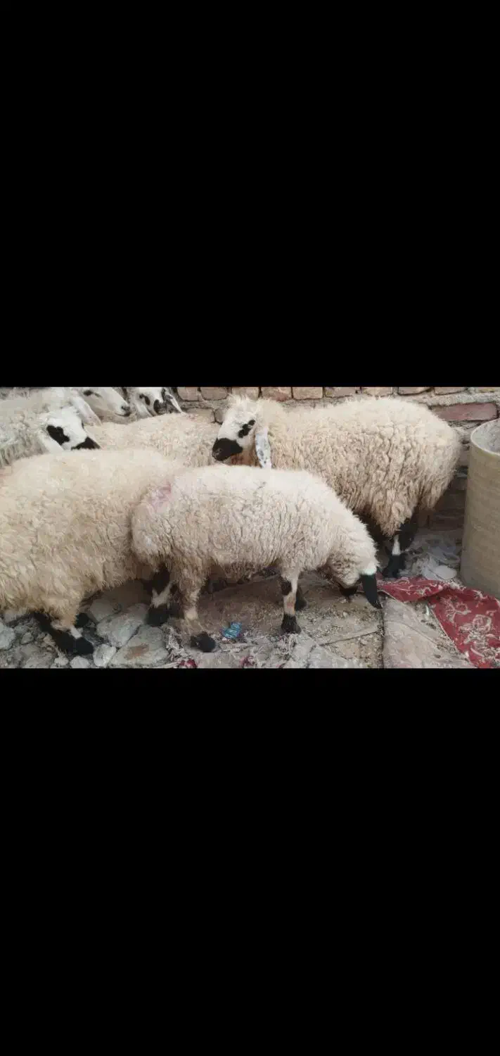 بره زابل وبره شیر|حیوانات مزرعه|زابل, |دیوار