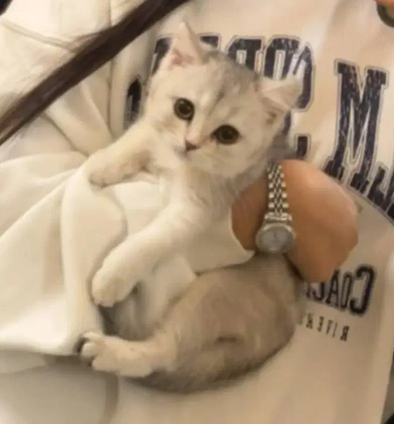 گربه بریتیش نر|گربه|قوچان, |دیوار