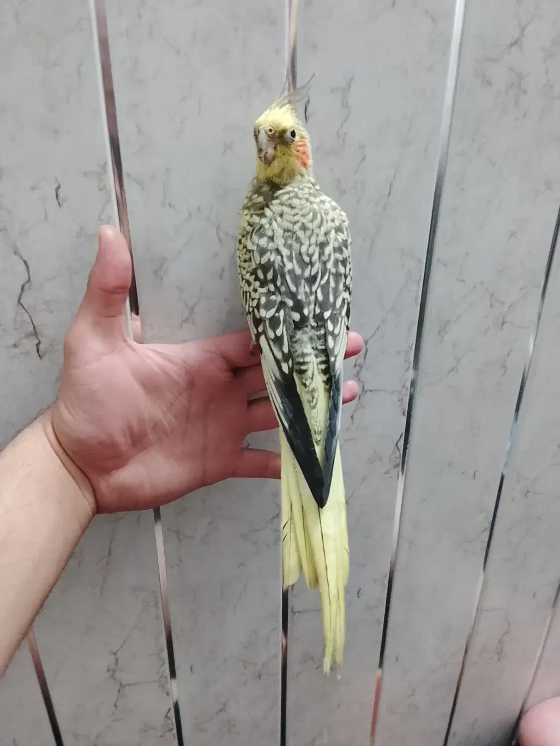 عروس هلندی|پرنده|اردبیل, |دیوار