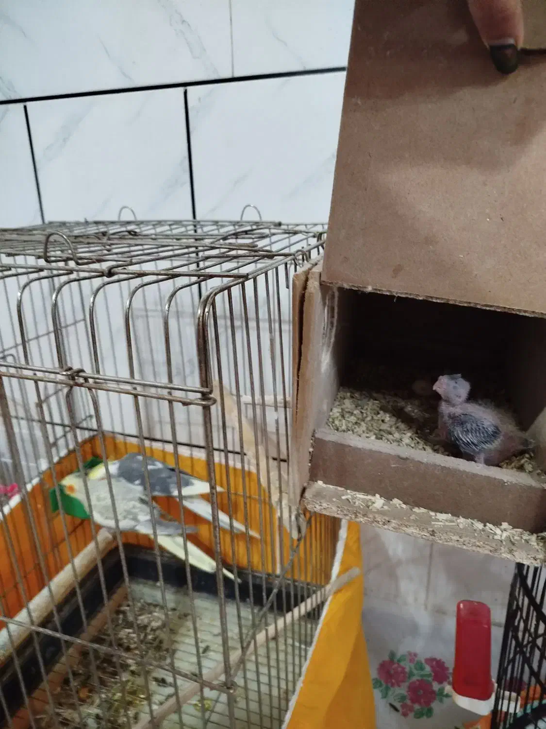 مولد عروس هلندی|پرنده|خمینیشهر, |دیوار