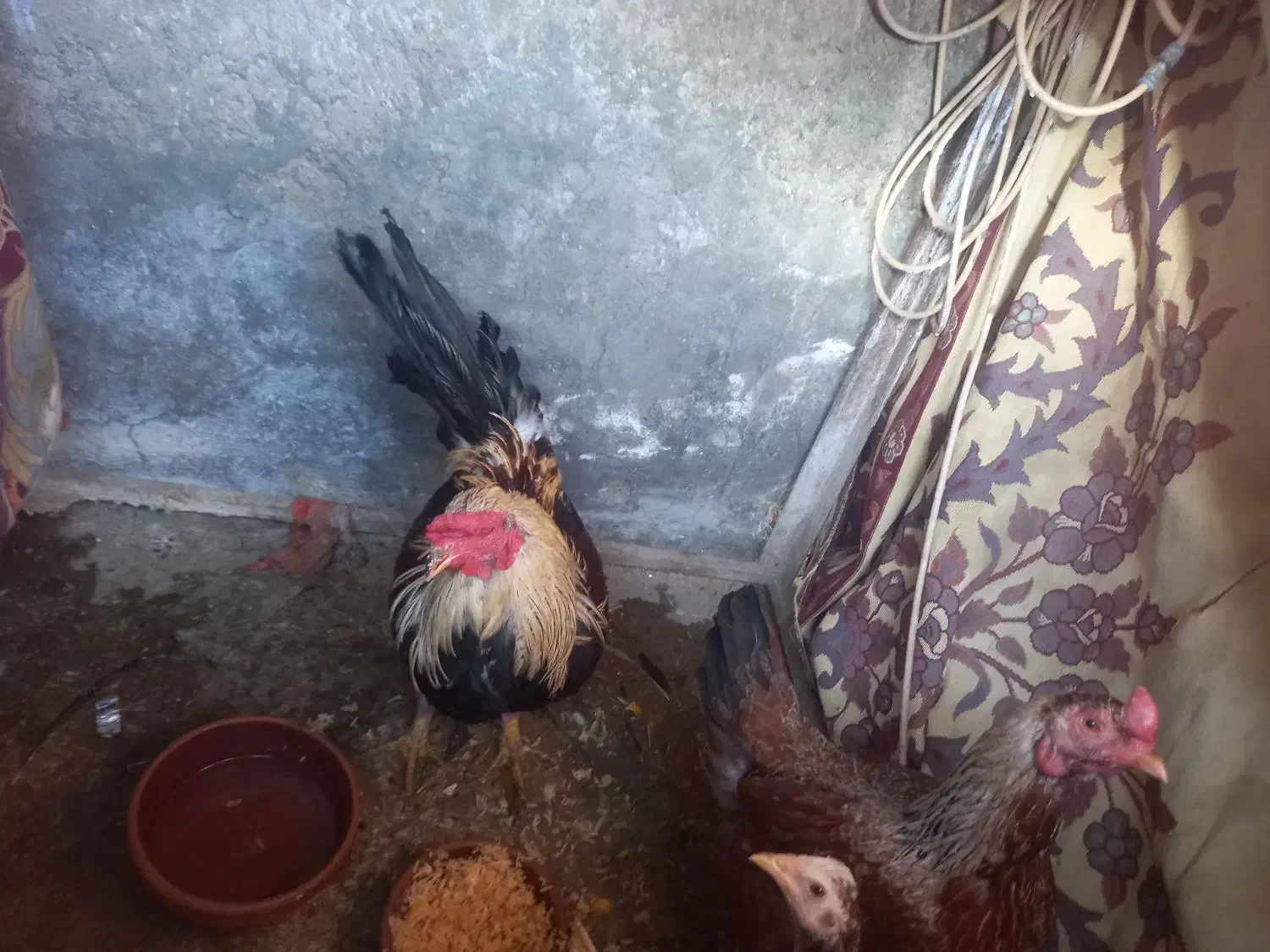 خروس و مرغ با جوجه محلی|حیوانات مزرعه|زاهدان, |دیوار