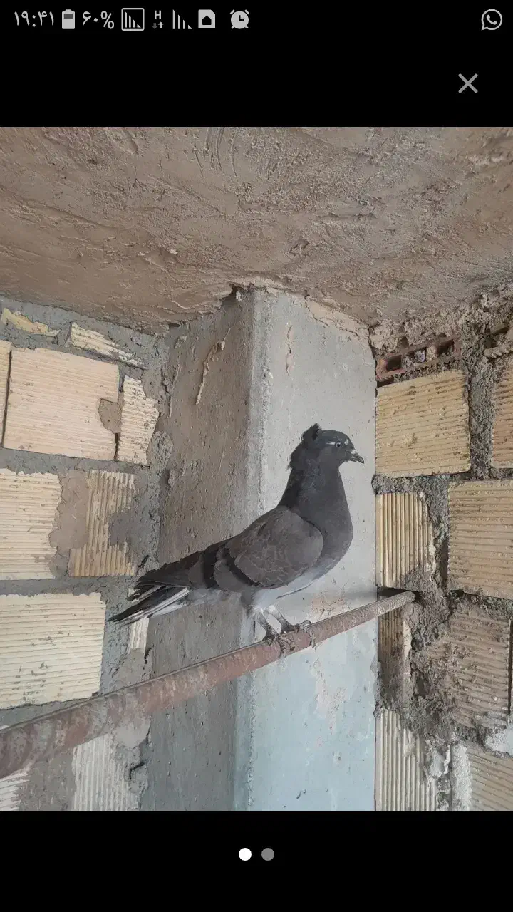 کبوتر اصفهانی|حیوانات|نجف‌آباد, مولوی شمالی|دیوار