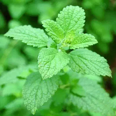 آموزش آنلاین طب سنتی|خدمات آموزشی|نوبران, |دیوار