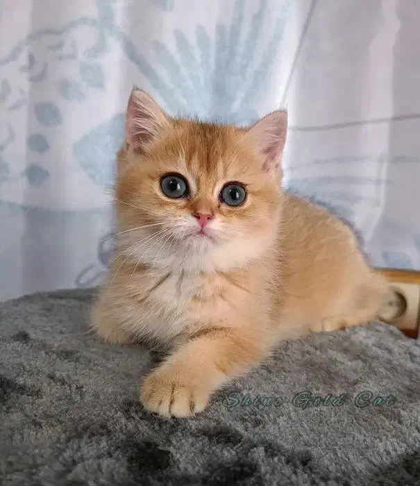 یه تیکه بریتیش قند|گربه|تهران, اختیاریه|دیوار