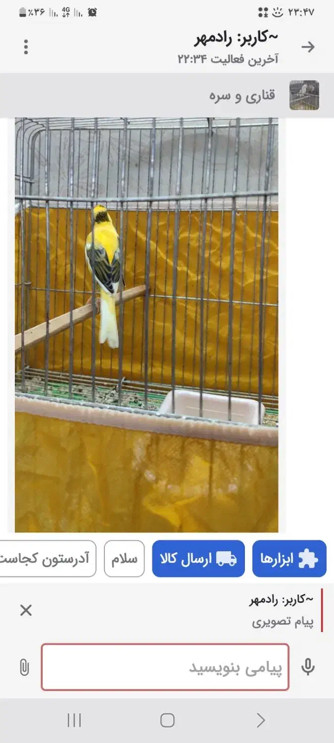 نر ابلغ معاوضه با نر سبز یا سفید یک تیغ|پرنده|اصفهان, سنجوانمره|دیوار