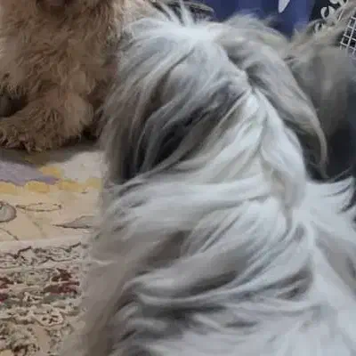 واگذاری سگ اوارتمانی|سگ|بندر امام خمینی, |دیوار