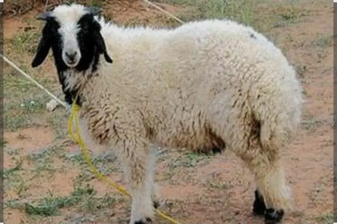 گوسفنده زنده و گوشت هم موجود میباشد|حیوانات مزرعه|رودهن, |دیوار