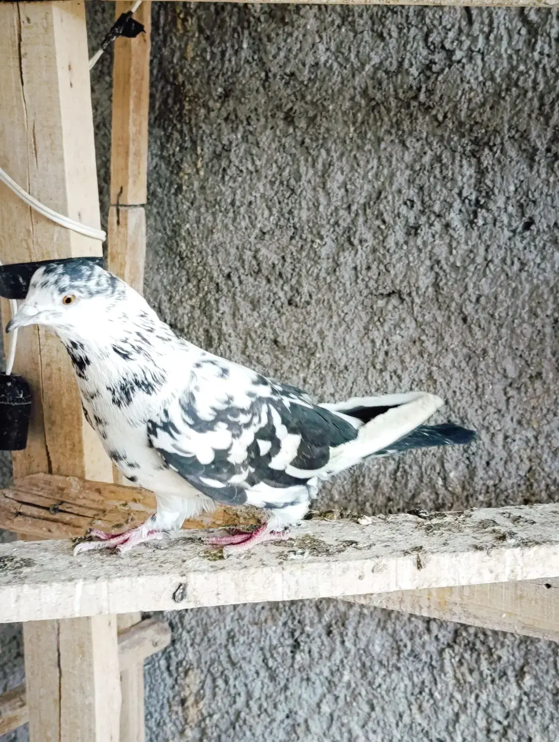 کبوتر پرشی|پرنده|سمنان, |دیوار