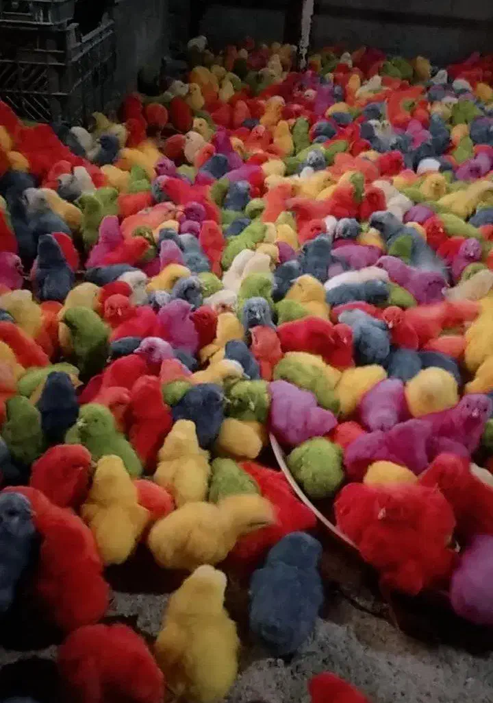 جوجه رنگی عمده ارسال به شهرستان|حیوانات مزرعه|مشهد, شهید قربانی|دیوار
