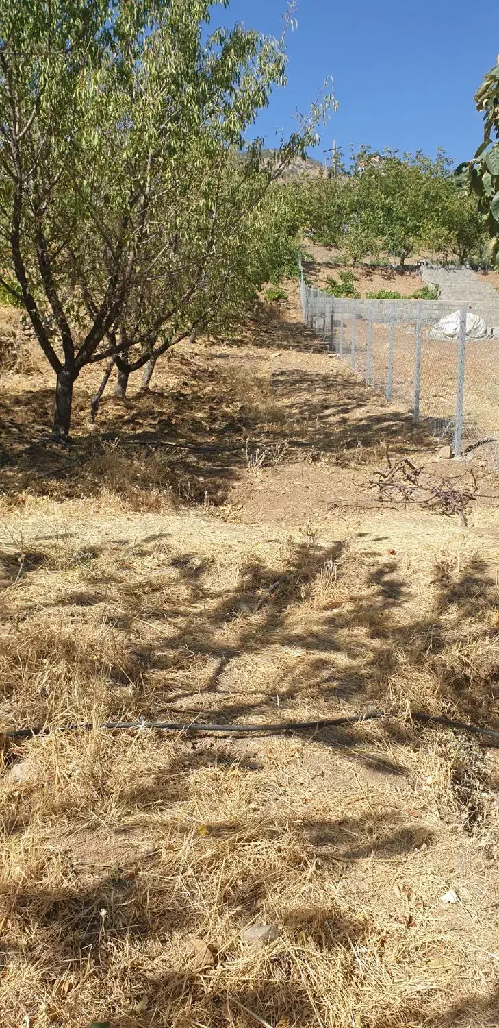 باغ در مسیر سورین|فروش زمین و ملک کلنگی|ننور, |دیوار