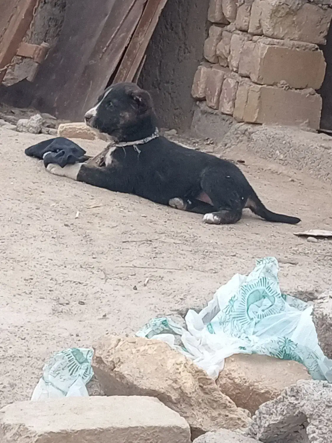 سگ دل|سگ|مشهد, پایگاه شکاری|دیوار