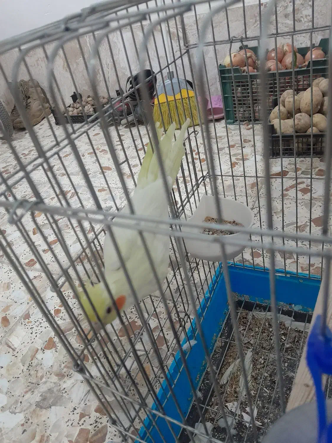 عروس هلندی. قناری|پرنده|تیران, |دیوار