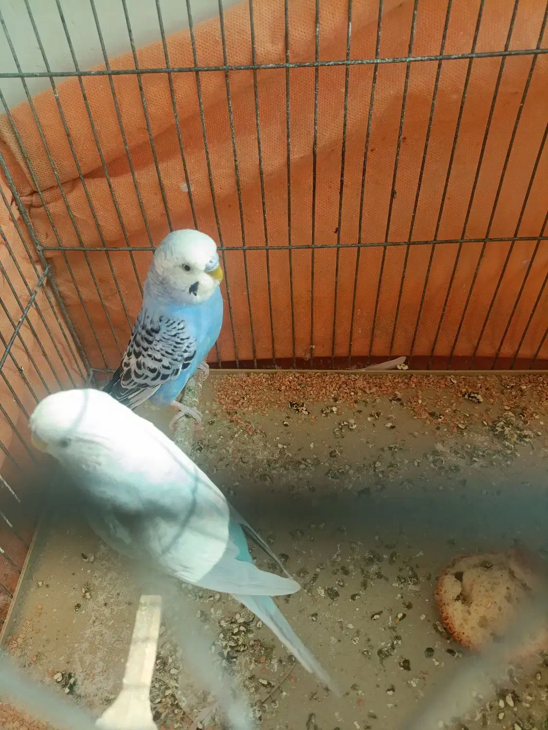 دوتا مرغ عشق نر|پرنده|پاکدشت, پاکدشت (مامازند)|دیوار