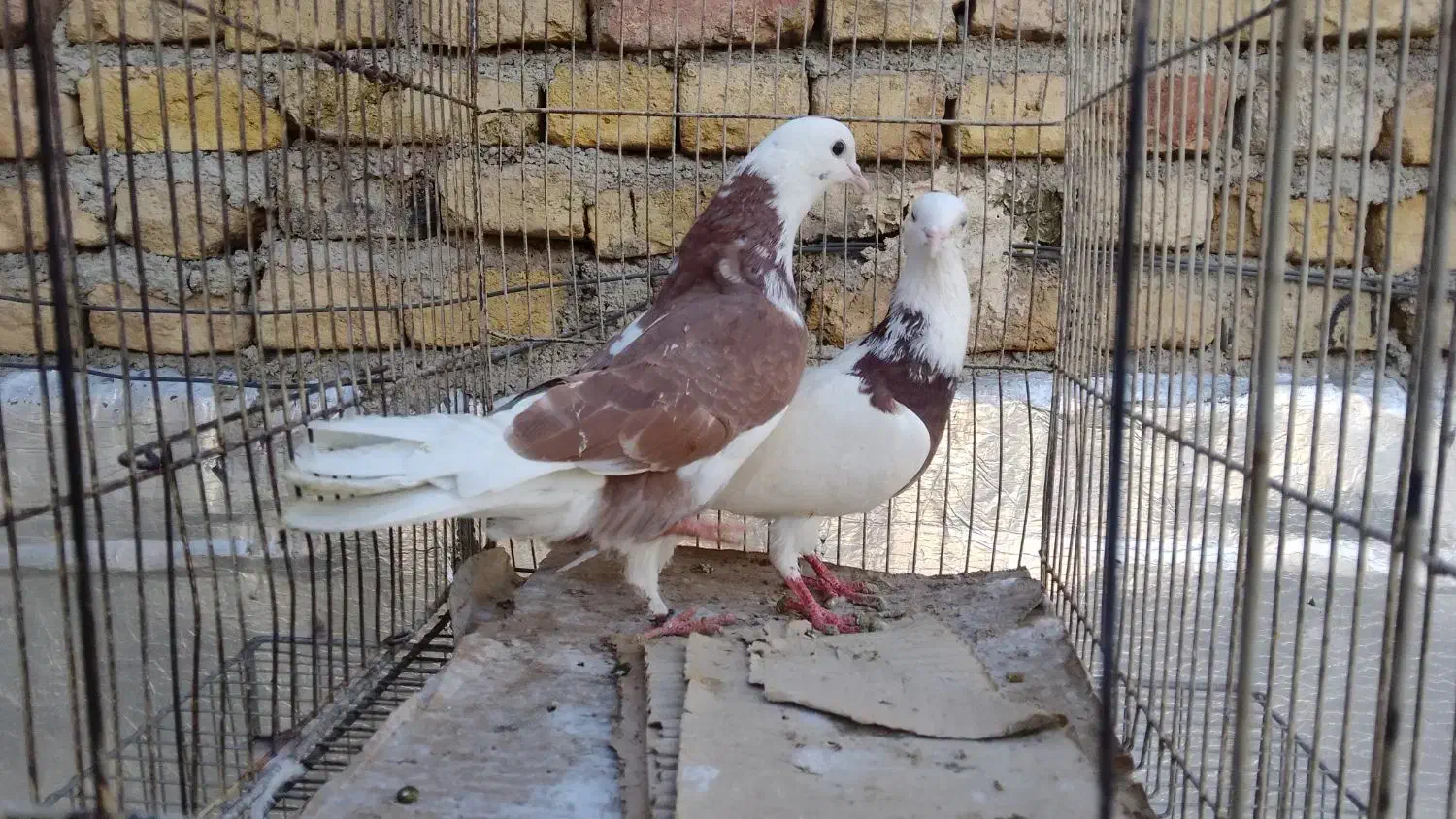 حدود ۲۲تا کبوتر ۱۵۰مفت|حراج|بومهن, |دیوار