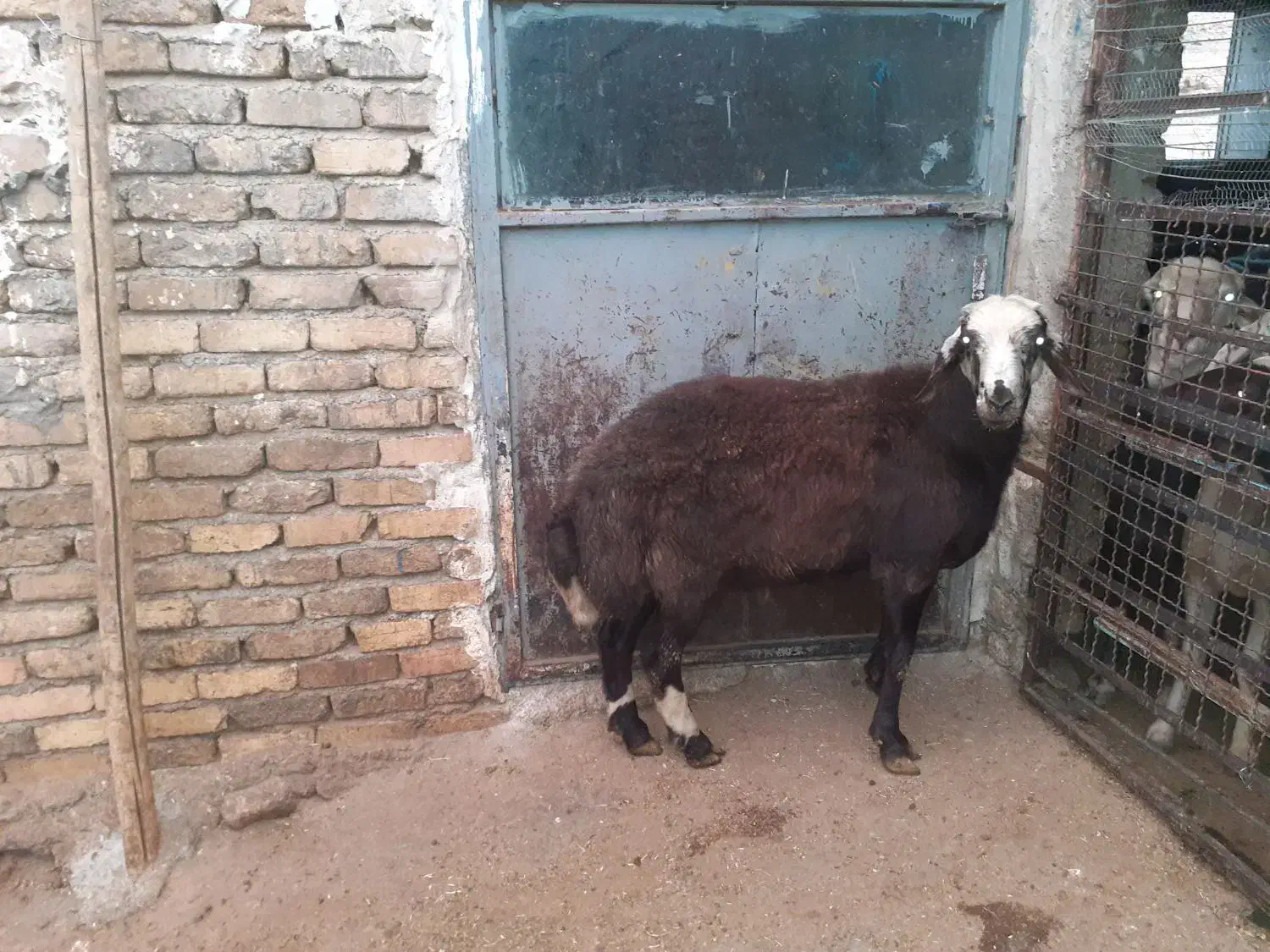 بره قوچ سر سفید|حیوانات مزرعه|گیان, |دیوار