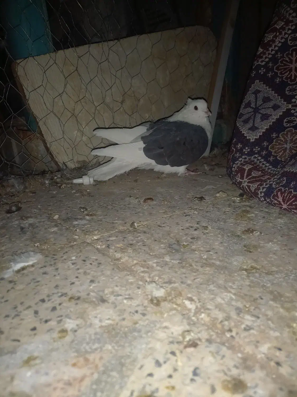 پشت دار|پرنده|بم, |دیوار