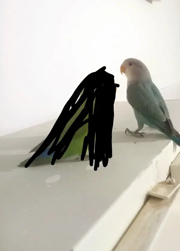 طوطی کوتوله نیمه دستی خوش‌رنگ|پرنده|طبس, |دیوار