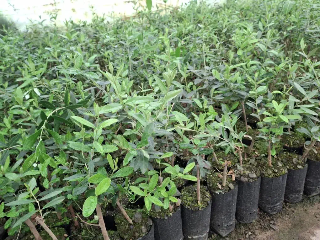 فروش نهال زیتون تخم کپکی|خدمات باغبانی و درختکاری|اقلید, |دیوار