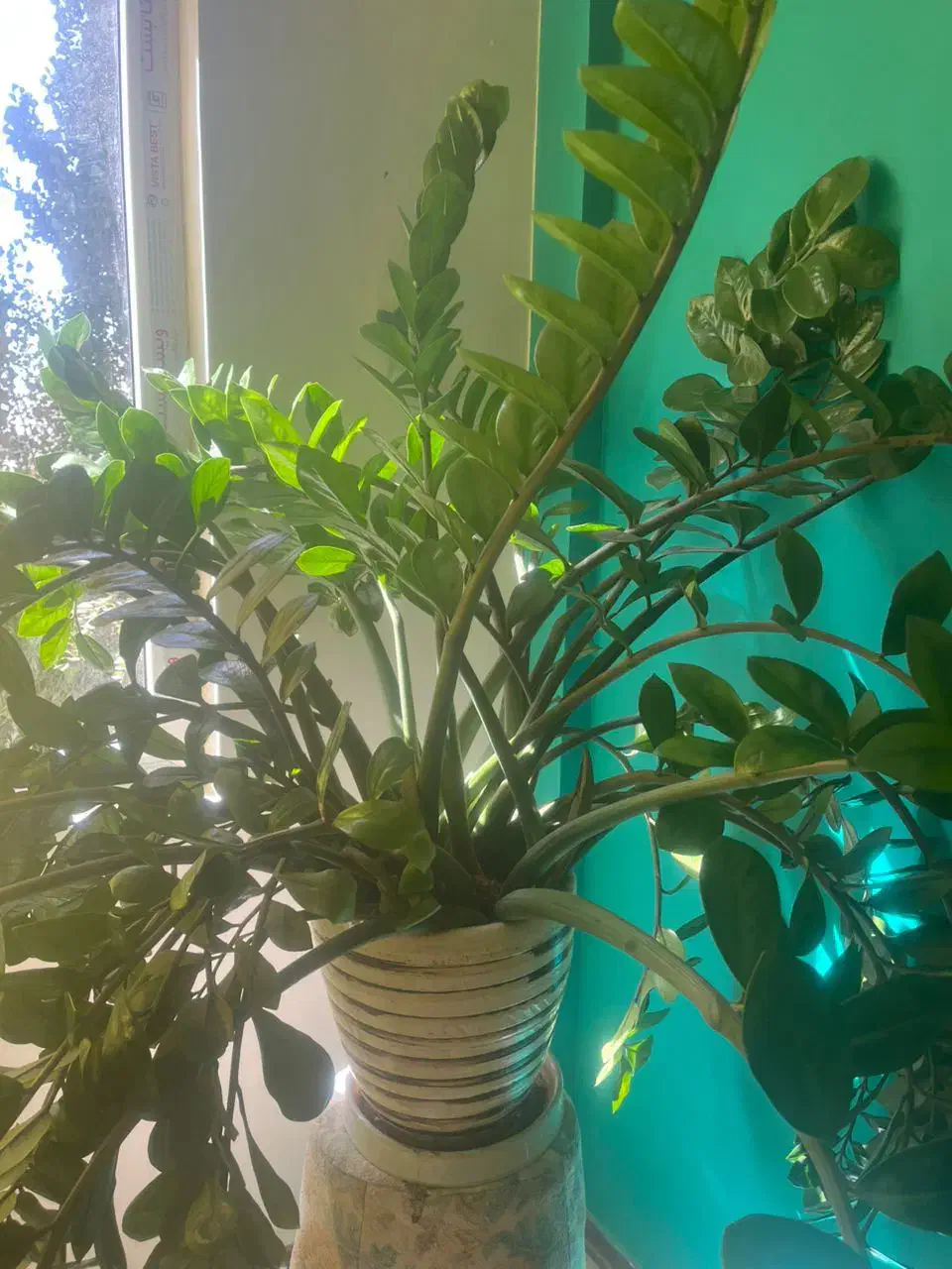 گیاه|گل و گیاه طبیعی|پردیس, فاز ۲|دیوار