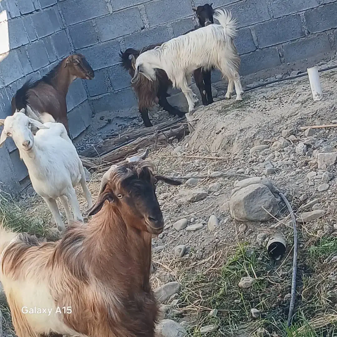 بز کهر رودان|حیوانات مزرعه|رودان, |دیوار