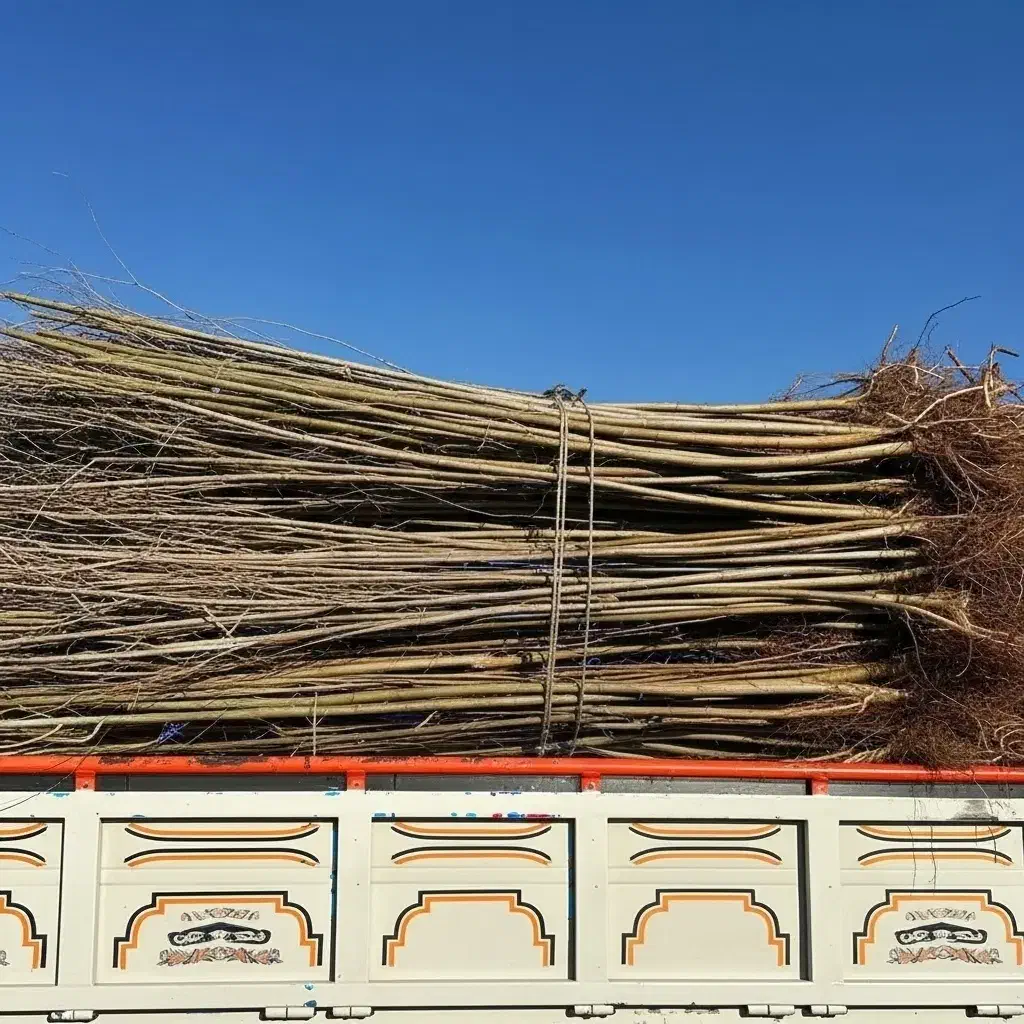 نیگرا ترکیه وارداتی|گل و گیاه طبیعی|تاکستان, |دیوار