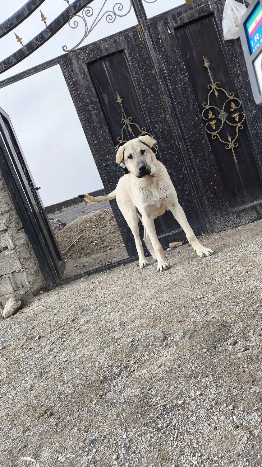 واگذاری سگ عراقی|سگ|اسکو, |دیوار