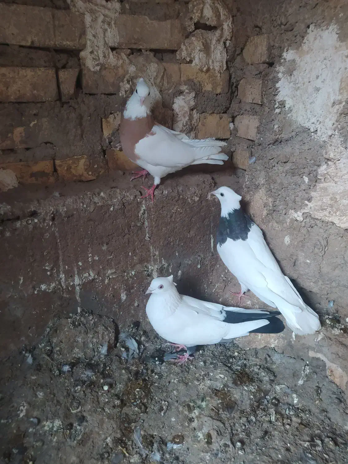 دوتا طوقی تمیز بدون غلط با دمبی|پرنده|شوشتر, |دیوار