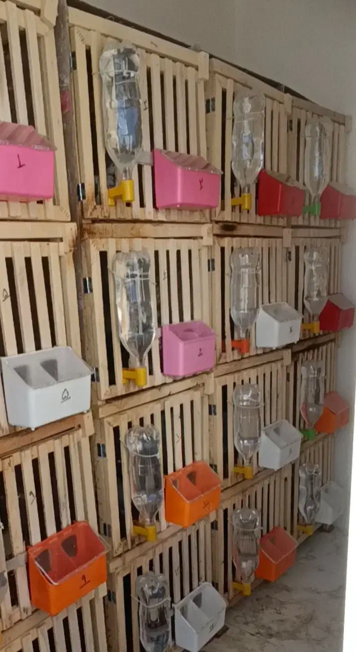 قفس کبوتر جفت گاه|لوازم جانبی حیوانات|تربتحیدریه, کاشانی|دیوار