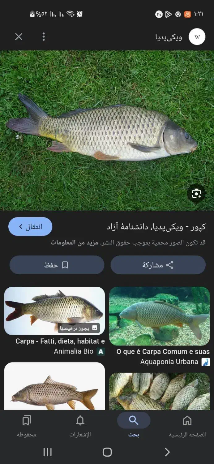 ماهی جا گذاشته|اشیا|رامشیر, |دیوار
