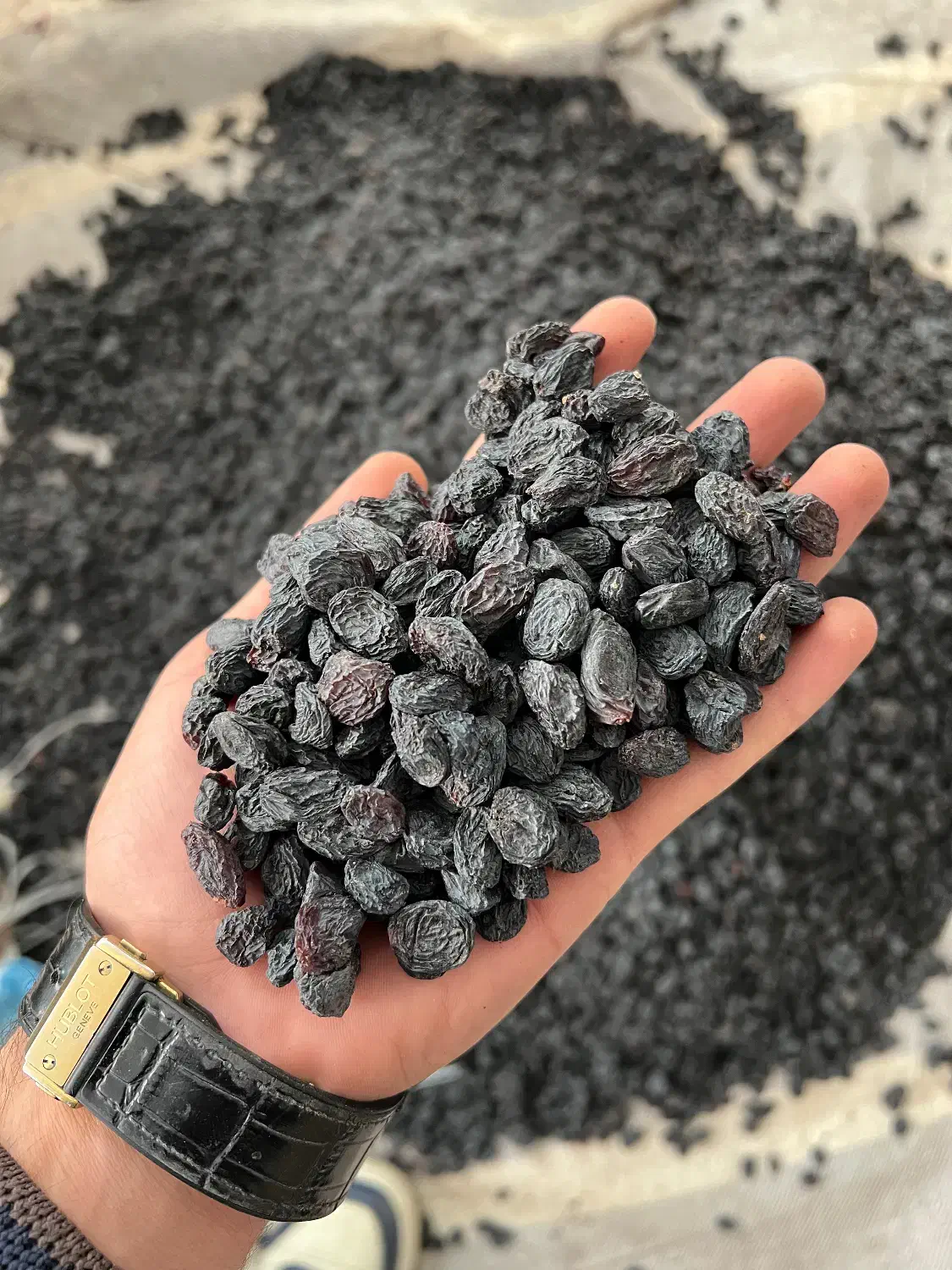 مویز افغان درجه ۱|خوردنی و آشامیدنی|مشهد, محمدآباد|دیوار