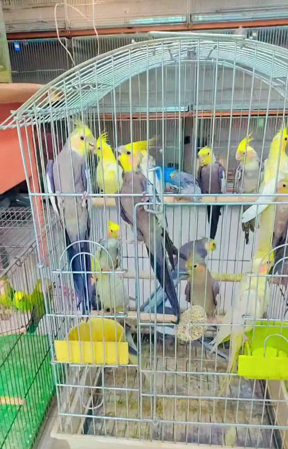 قناری .فنچ.عروس هلندی .مرغ عشق.|پرنده|خمینیشهر, |دیوار