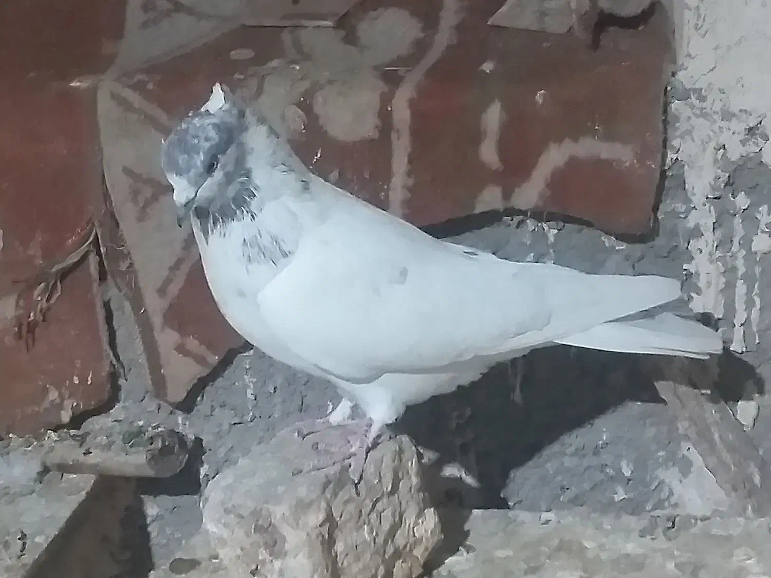 کبوتر کللی وکله چیل|پرنده|ابهر, |دیوار