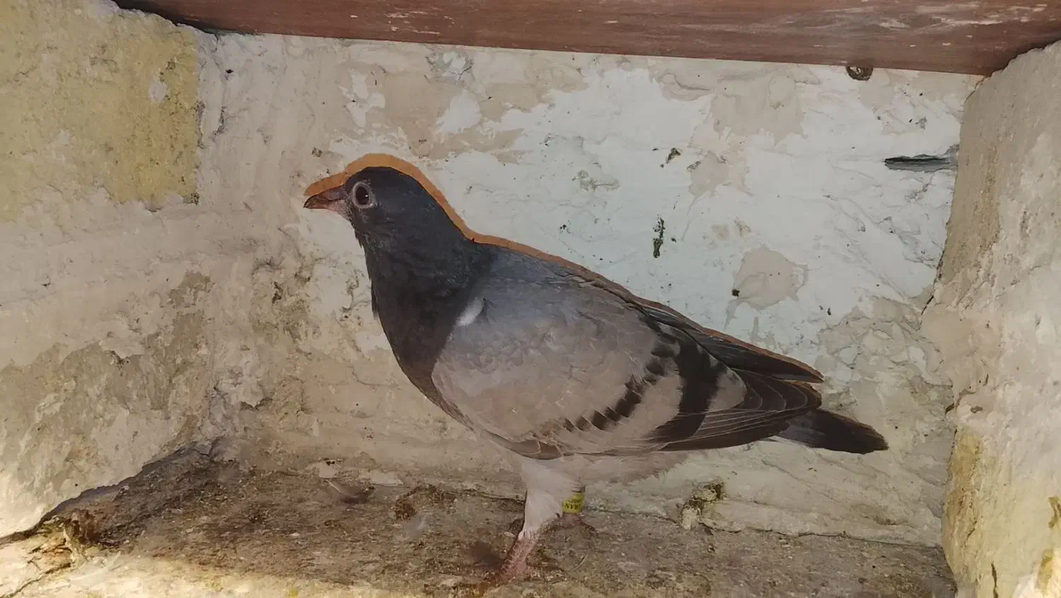 کفتر گمشده|حیوانات|شیروان (خراسان), |دیوار