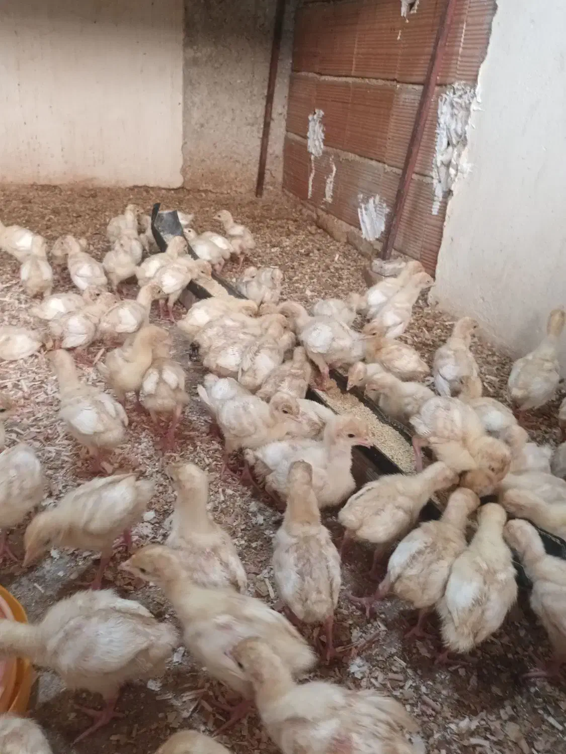 جوجه بوقلمون بیوتی ۱۵روزه|حیوانات مزرعه|رستمکلا, |دیوار