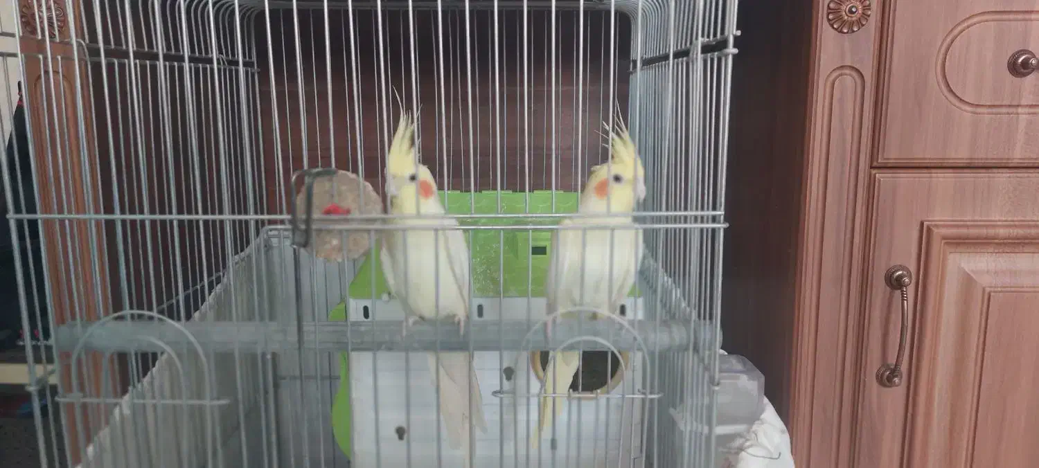 عروس هلندی|پرنده|قم, بنیاد|دیوار