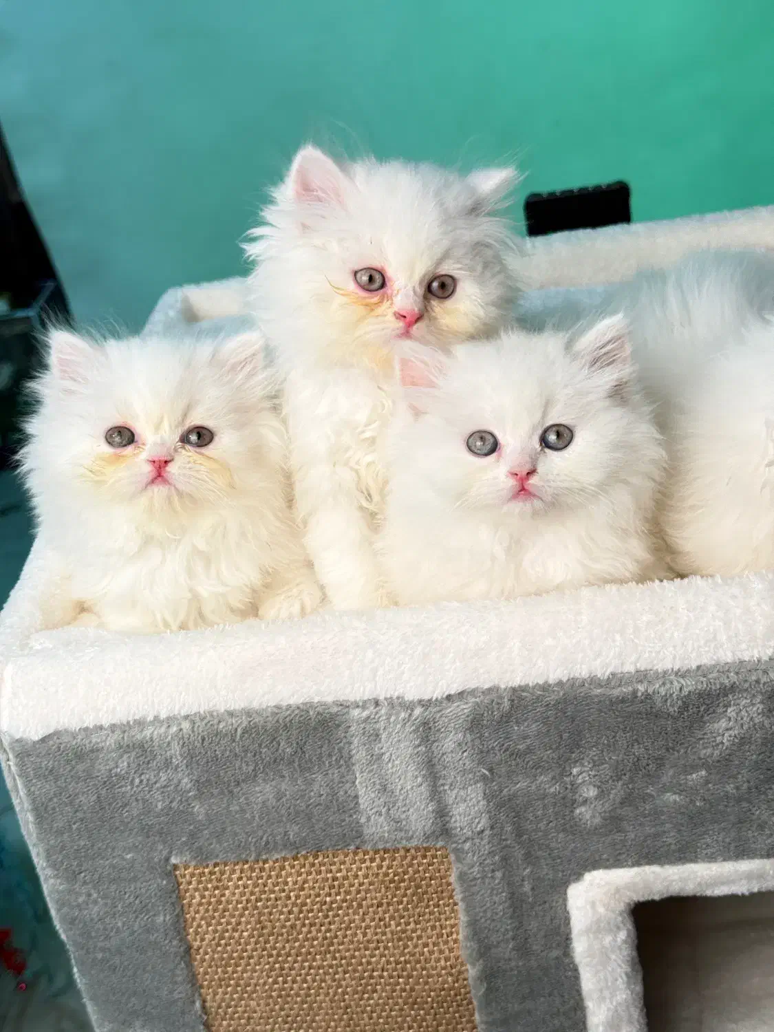 بریتیش لانگهر|گربه|لاهیجان, قیام|دیوار