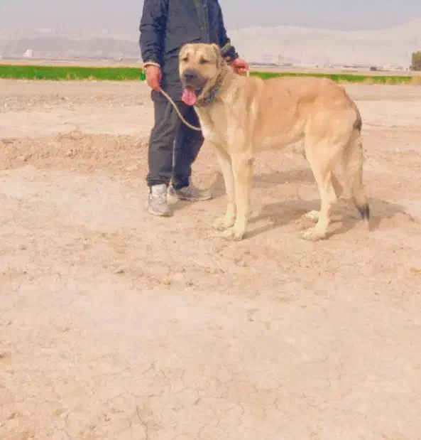 سگ کانگال|سگ|پاکدشت, پارچین|دیوار