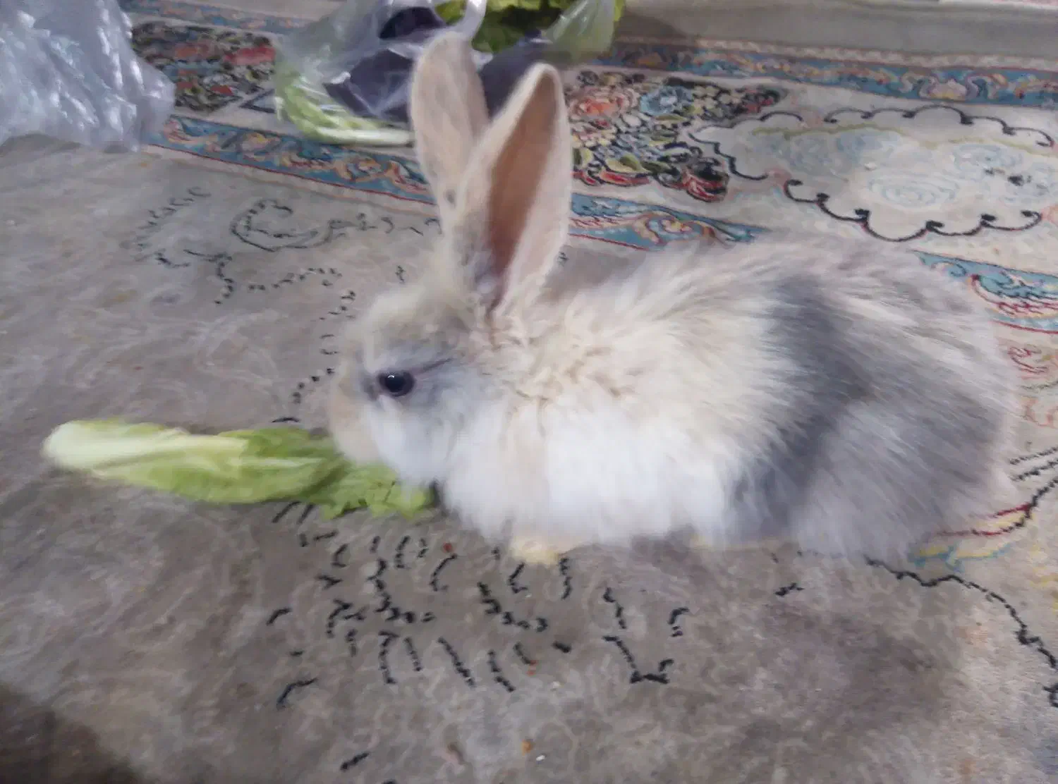 خرگوش|موش و خرگوش|گناباد, |دیوار