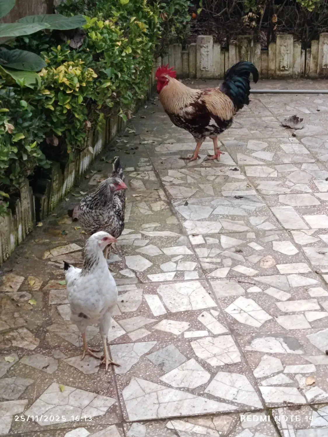 فروش دو عدد خروس جوان و چاق|حیوانات مزرعه|عباسآباد, |دیوار