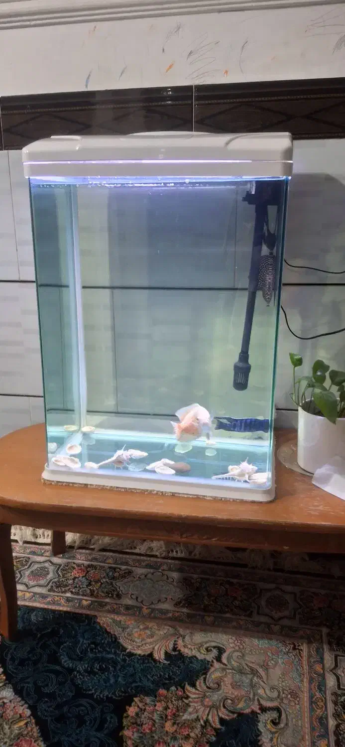 اکواریوم خانگی|ماهی|عنبرآباد, |دیوار