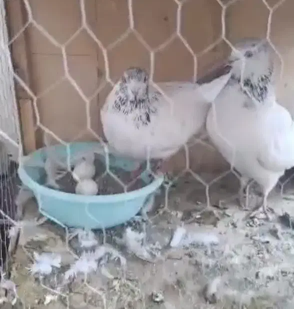 سه جفت کفتر با جوجه|پرنده|شهریار, شهرک عباس پور|دیوار